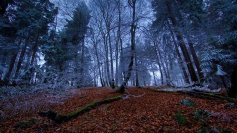 Nature Landscape Trees Forest Branch Winter Dead Trees Moss