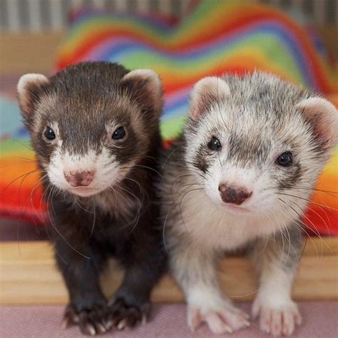 Ferret Duo Takes Popular Comedy Show On National Baby Ferrets Pet