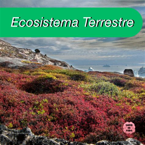 Ecosistema Terrestre Tipos Características Flora Fauna Y Más