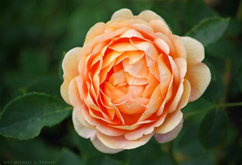 Rose In Queen Marys Rose Garden Regents Park London Flickr