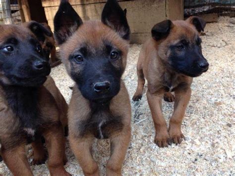 Find the perfect belgian malinois puppy for sale in texas at next day pets. Belgian malinois puppies for Sale in Tazewell, Virginia ...