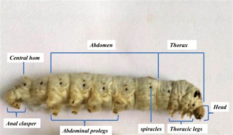 Silkworm Bombyx Mori Fifth Instar Larva Lateral View Of The Body