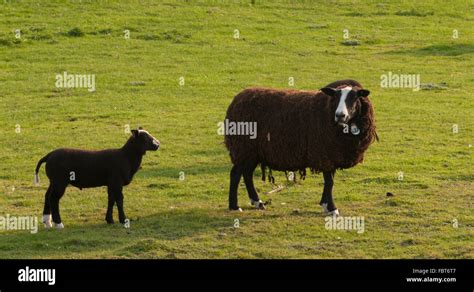 Black Zwartbles Sheep With Lambs In Spring Perthshirescotland Stock