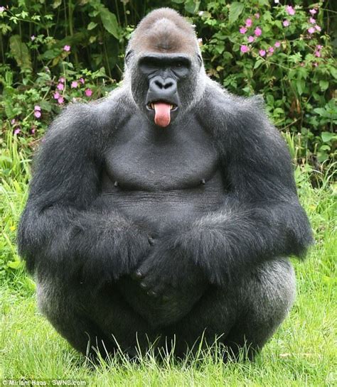 Cheeky Gorilla Kiondo Is Snapped Sticking Out His Tongue In Devon Zoo