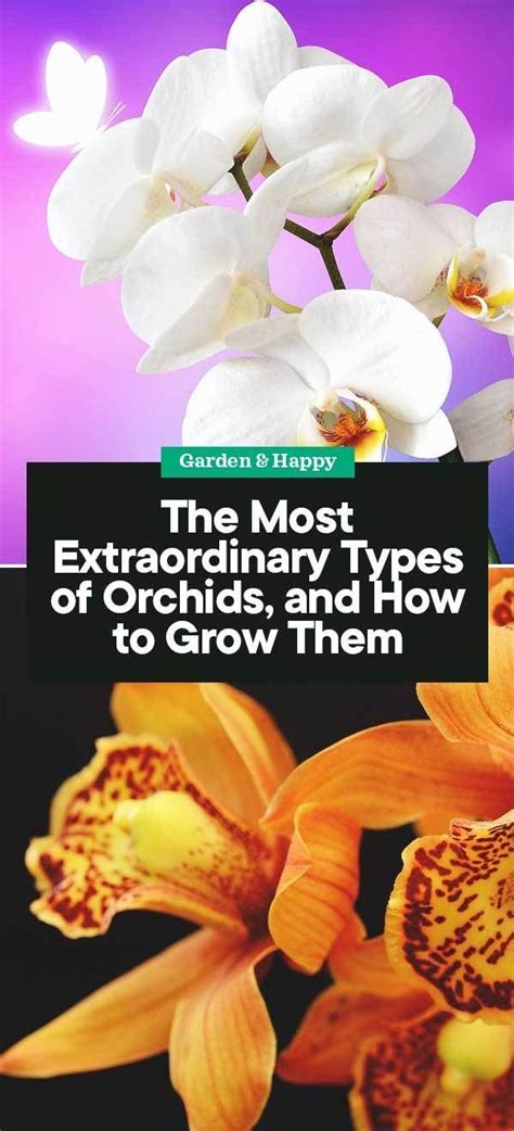 The Most Extraordinary Types Of Orchids And How To Grow Them Garden