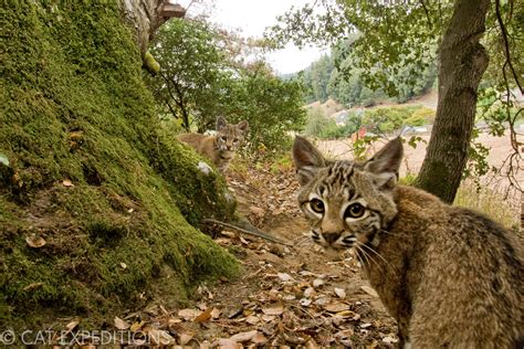Ethical Bobcat Photo Tours Cat Expeditions