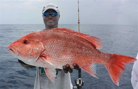It is made through selective breeding of mollies that retain the balloon gene which results in a basically fat looking molly. Lane snapper Anna Maria Island - Picture of Show Me The ...