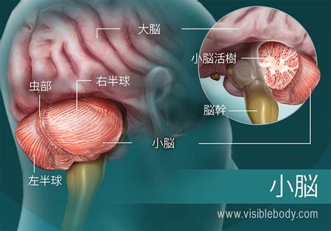 画像診断のための脳解剖と機能系 取寄品 Blogknakjp