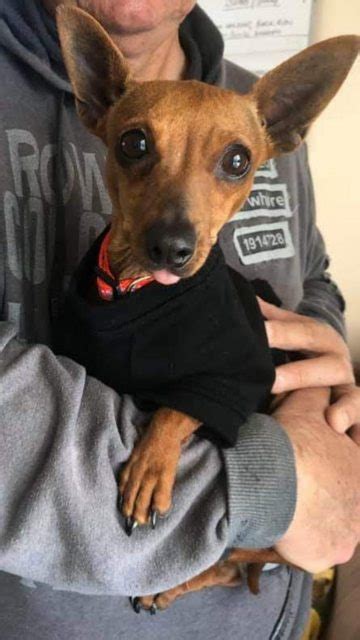 Nana 2 Year Old Female Miniature Pinscher Available For