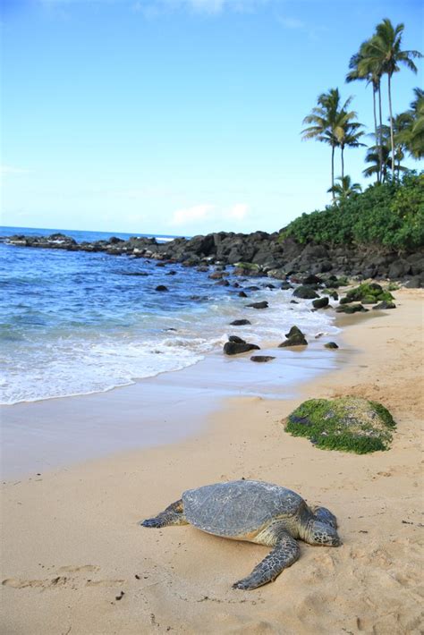 Best Things To Do In North Shore Hi