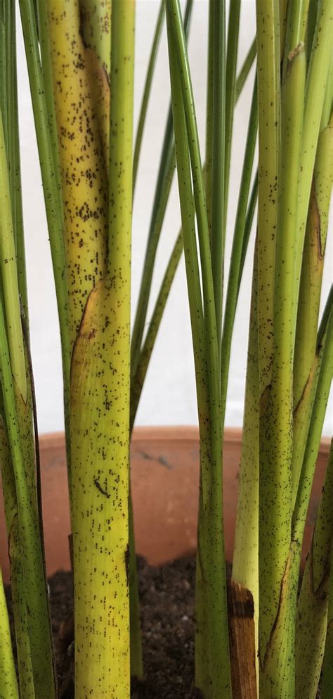 Diagnosis Black Spots On Areca Palm Stem Gardening And Landscaping