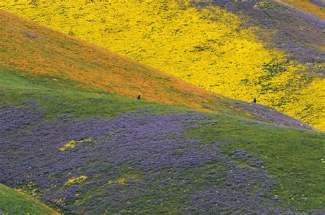 Superbloom Of Desert Wildflowers Gives Landscape A Blast Of Color