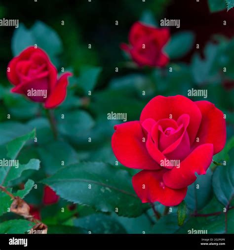 Spring Rose Blooms Stock Photo Alamy