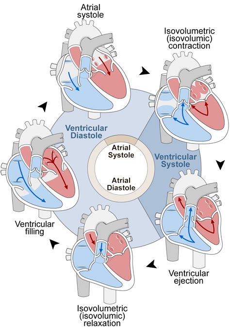 Cardiac Cycle Simulation Human Bio Media