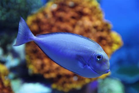 Free Images Underwater Blue Fauna Coral Reef Marine