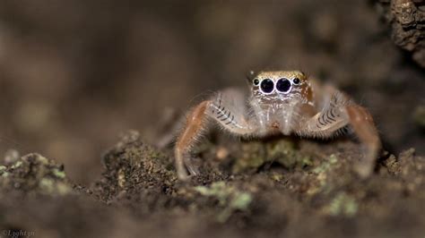 Photography Spider Macro Jumping Spider Hd Wallpaper Rare Gallery