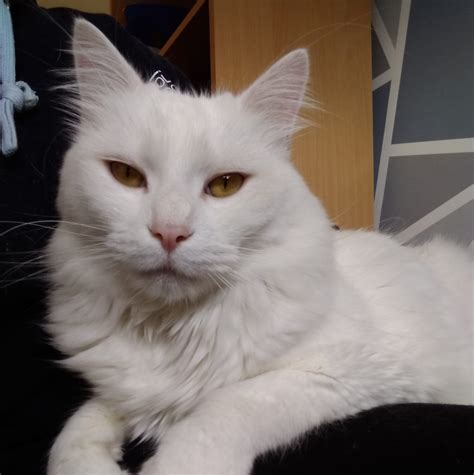 This is mostly a generic term to call an animal whose origins are unknown, it is it is often confused with the european breed because alleys cats are most often found in europe. Max - 3-4 year old male White Domestic Short-Haired Cat ...