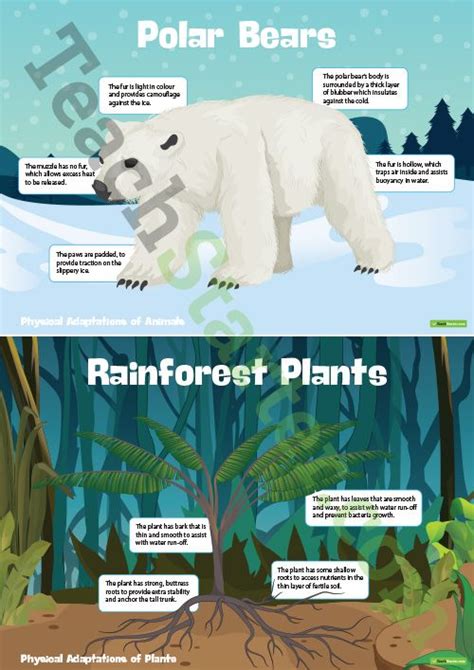 Plant And Animal Adaptations Structural Adaptation Posters Teaching
