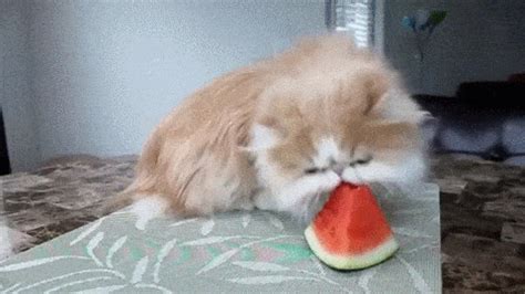 The best gifs are on giphy. Cat GIF - Find & Share on GIPHY