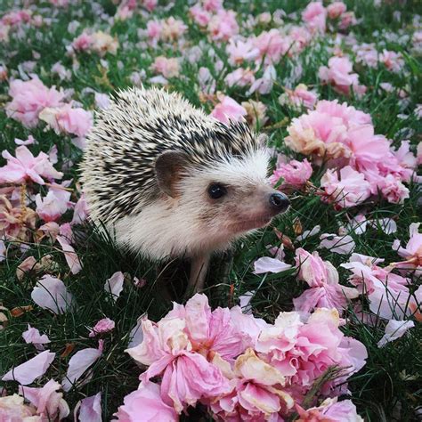 Cute Hedgehog Aww
