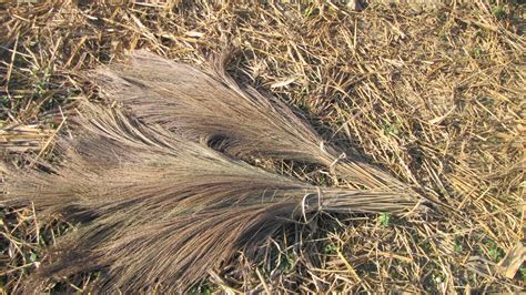 Raw Broom Grass Material At Rs 74kilogram Guru Arjan Dev Nagar