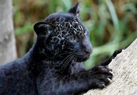 Black Jaguar Kitten Black Jaguar