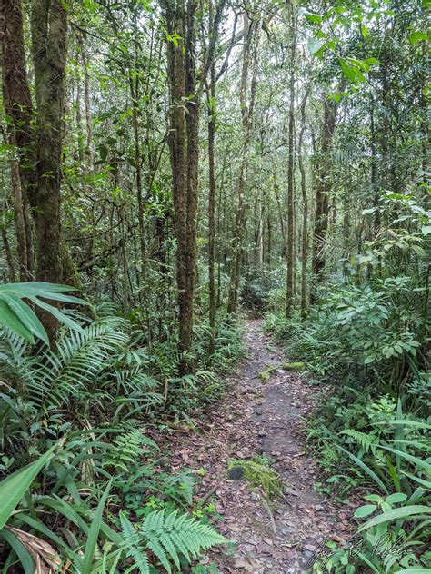 Montane Forest Mount Kinabalu National Park Sabah Borneo Flickr