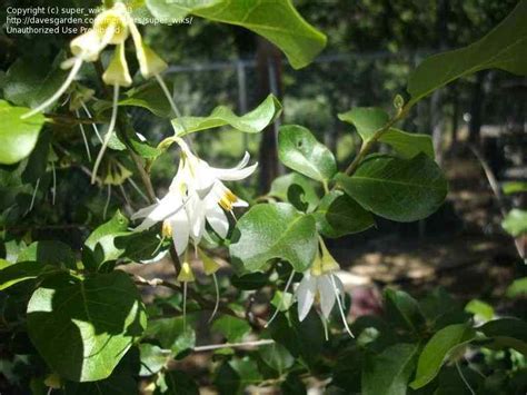 Plant Identification Closed White Flowered Semi Shade Shrub 1 By