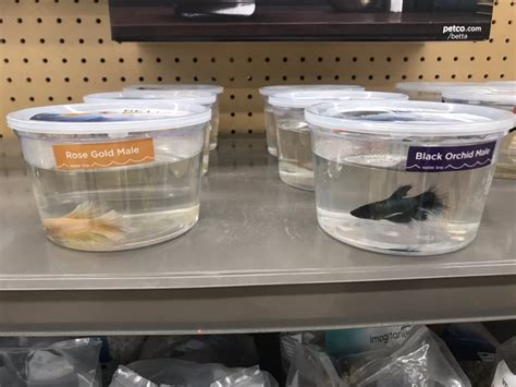 Petco Vs Petsmart Fish Which Pet Shop Is Better Good Caring Tips