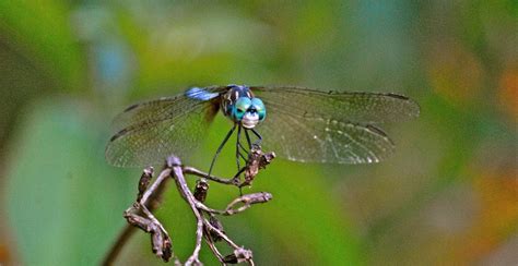 Blue Dasher Dragonfly