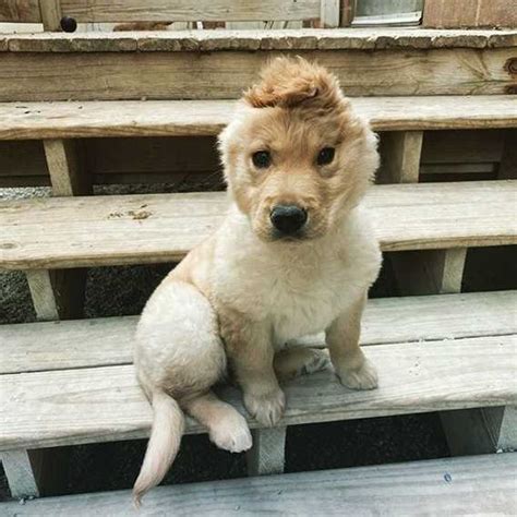 Naming your golden retriever puppy. Cachorro 'unicórnio' vira sensação na internet por ter uma ...