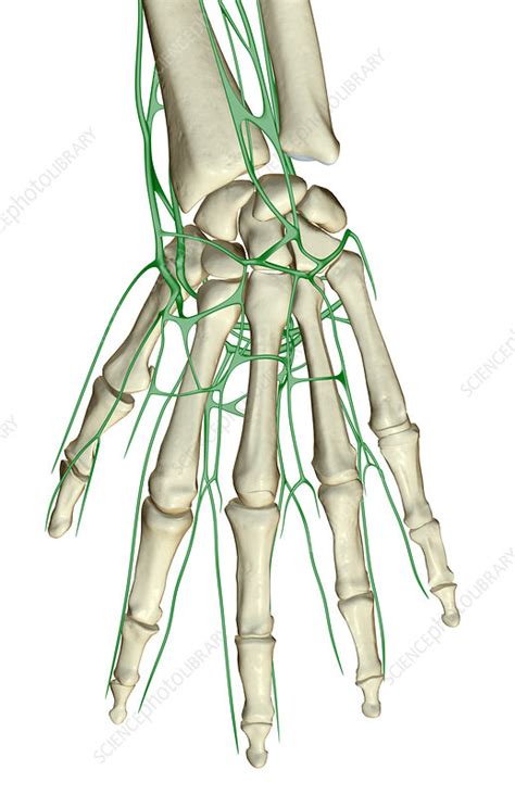 The Lymph Supply Of The Hand Stock Image F0017269 Science Photo
