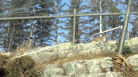 Snow Leopard And Mountain Lion At The Calgary Zoo Youtube