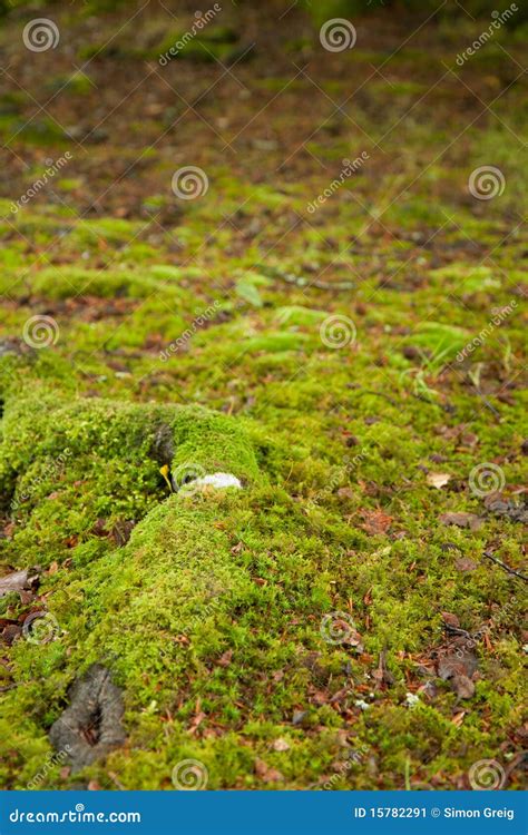 Mossy Ground Stock Image Image Of Forest Root Focus 15782291