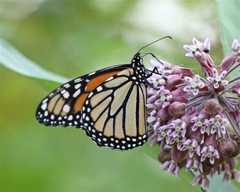 Monarch Butterfly Female On Common Milkweed Dan Getman Bird Photos