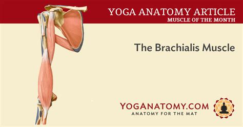 The Brachialis Muscle Yoganatomy