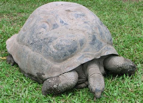 Giant Galapagos Land Tortoise Australia Zoo Giant Galapa Flickr