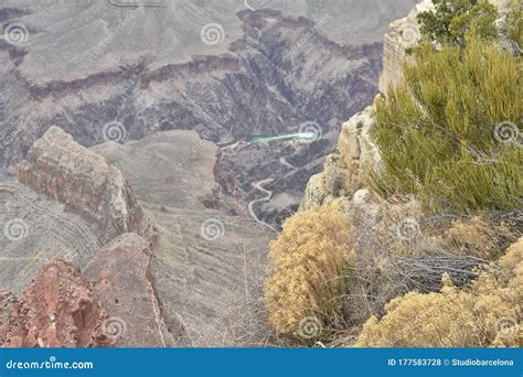 Plants Growing On The Edge Of Grand Canyon In Arizona Stock Photo