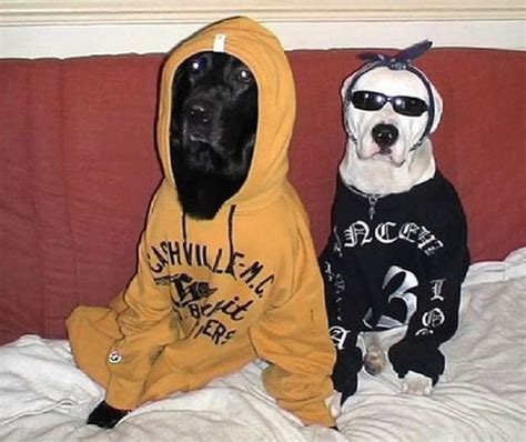 Ten Pictures Of Streetwise Dogs Who Look Gangsters