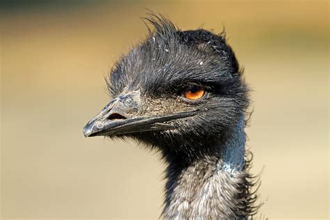 Emu Foto And Bild Tiere Tierdetails Natur Bilder Auf Fotocommunity
