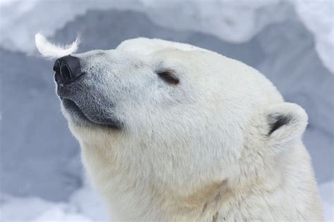 Somerset House Images Polar Bear Portrait