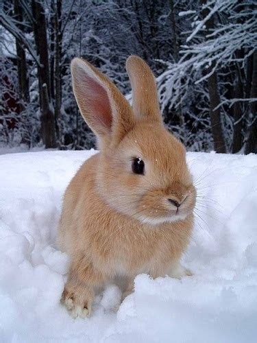 Bunny In Snow Cute Baby Animals Cute Animals Cute Animal Pictures