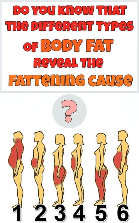Do You Know That The Different Types Of Body Fat Reveal The Fattening Cause Beauty