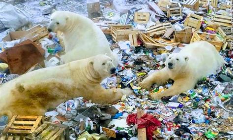 Russian Islands Declare Emergency After Mass Invasion Of Polar Bears