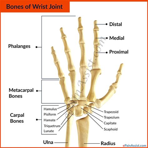 Bones Of Wrist Joint Wrist Anatomy Joints Anatomy Hand Bone