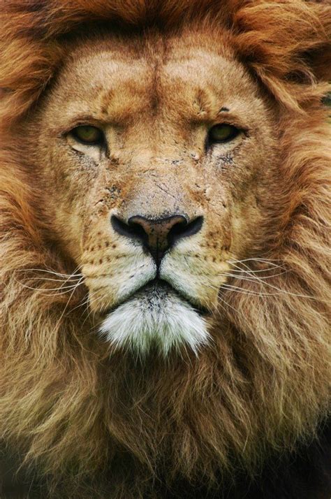 Majestic Lion Fotografia De Leão Pintura De Animais Selvagens Leao
