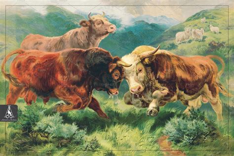 Vintage Bulls Fighting Illustration Illustrations ~ Creative Market