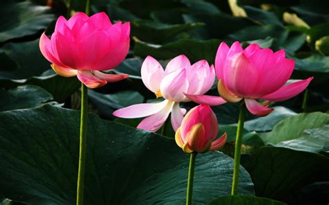 Lotus Flower Hd Wallpapers Page 14199 Movie Hd Wallpapers