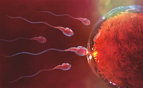 When Does Sperm Weaken Viera Fertility