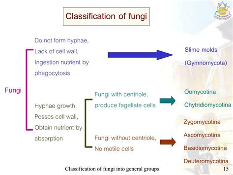 Ppt Classification Of Fungi Into General Groups Powerpoint